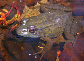 Green Frog